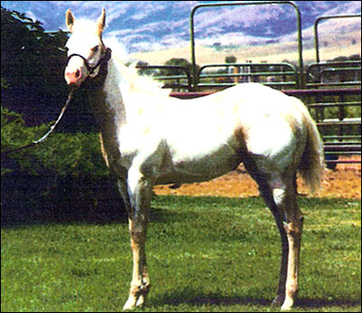 Buttercup as a weanling