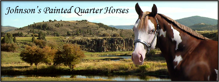 Johnson's Painted Quarter Horses